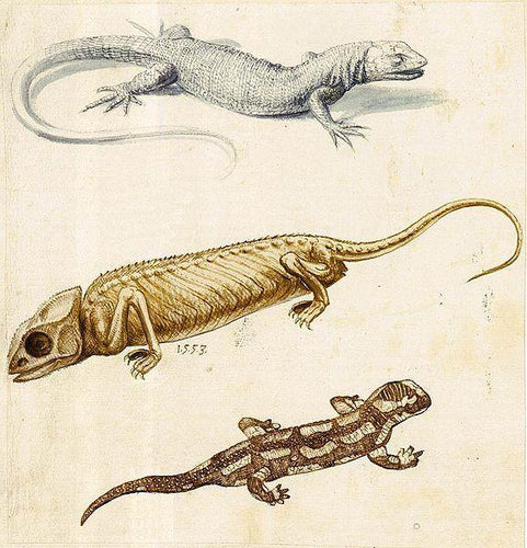 Estudo de um lagarto, um camaleão e uma salamandra