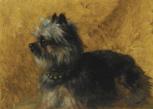 Um yorkshire terrier (Henriette Ronner-Knip) - Reprodução com Qualidade Museu