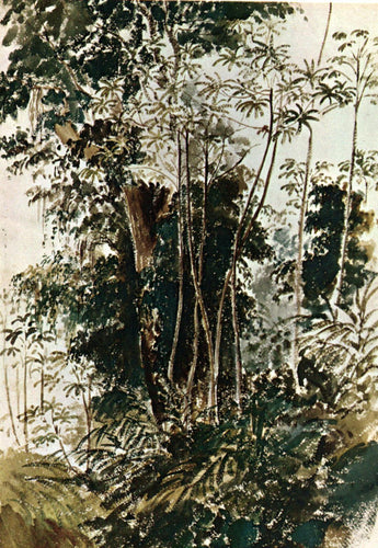 Vegetação Tropical (Camille Pissarro) - Reprodução com Qualidade Museu