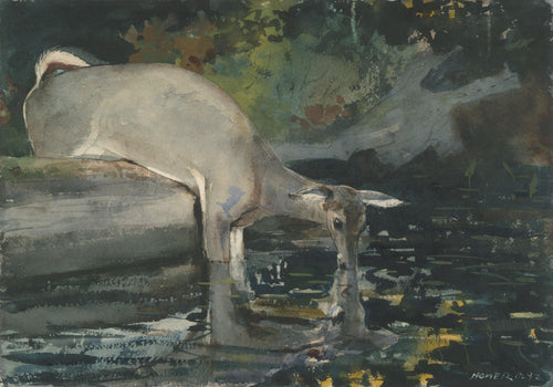 Veado bebendo (Winslow Homer) - Reprodução com Qualidade Museu