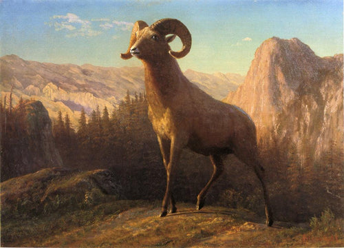 A Rocky Mountain Sheep, Ovis, Montana (Albert Bierstadt) - Reprodução com Qualidade Museu