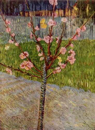 Amendoeira em flor (Vincent Van Gogh) - Reprodução com Qualidade Museu