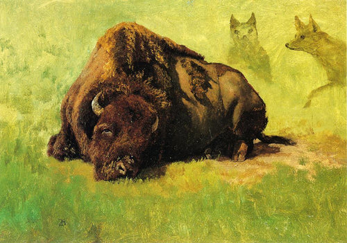 Bisão com coiotes ao fundo (Albert Bierstadt) - Reprodução com Qualidade Museu