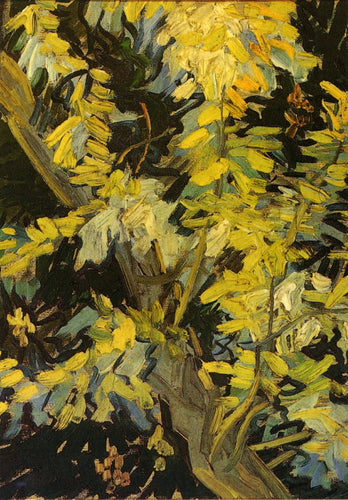 Ramos de acácia em flor (Vincent Van Gogh) - Reprodução com Qualidade Museu