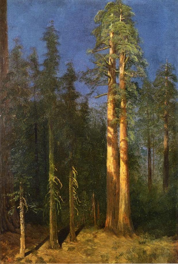 Redwoods da Califórnia (Albert Bierstadt) - Reprodução com Qualidade Museu