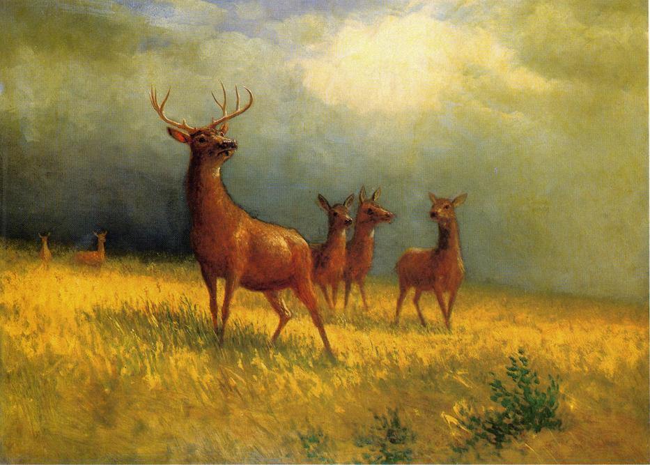Veado em um campo (Albert Bierstadt) - Reprodução com Qualidade Museu