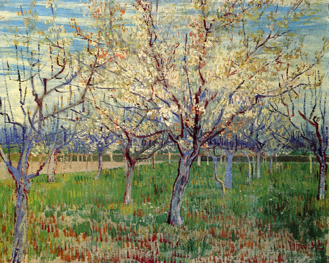 Pomar com árvores de alperce em flor (Vincent Van Gogh) - Reprodução com Qualidade Museu