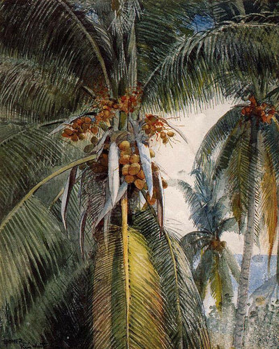 Coqueiros, Key West (Winslow Homer) - Reprodução com Qualidade Museu