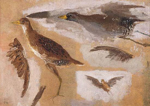 Estudos de aves de caça (Thomas Eakins) - Reprodução com Qualidade Museu
