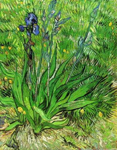 The Iris (Vincent Van Gogh) - Reprodução com Qualidade Museu