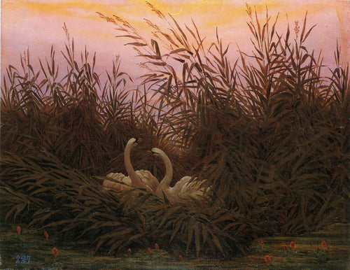 Cisnes entre os juncos do primeiro Morgenro (Caspar David Friedrich) - Reprodução com Qualidade Museu